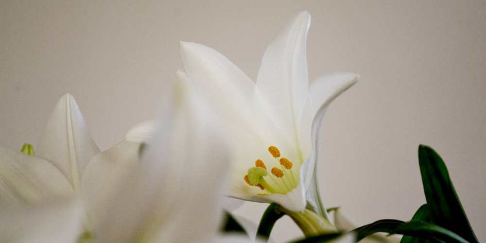 Martina Wellssow Aromatherapie