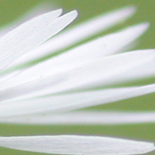 Martina Wellssow Aromatherapie