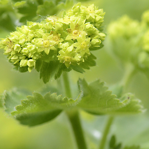 Martina Wellssow Aromatherapie