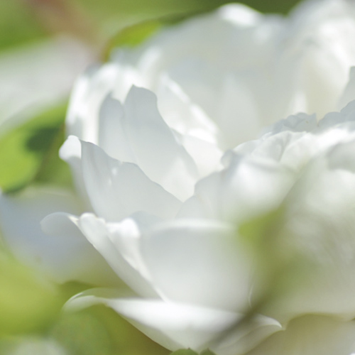 Martina Wellssow Aromatherapie