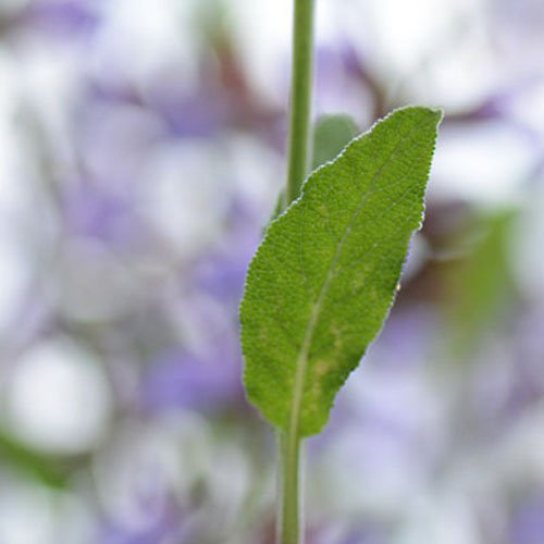 Martina Wellssow Aromatherapie